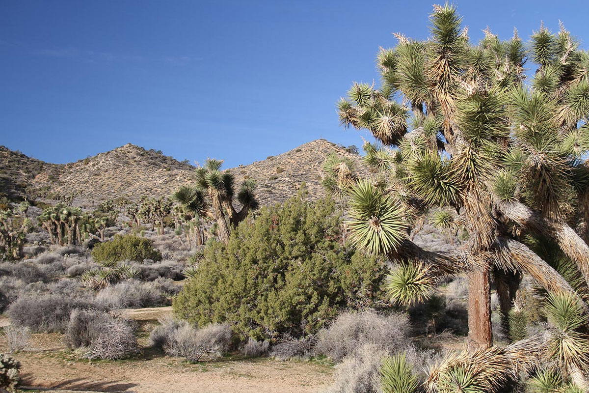 Árboles de Josué y matorral del desierto bajo colinas rocosas, con un cielo azul despejado