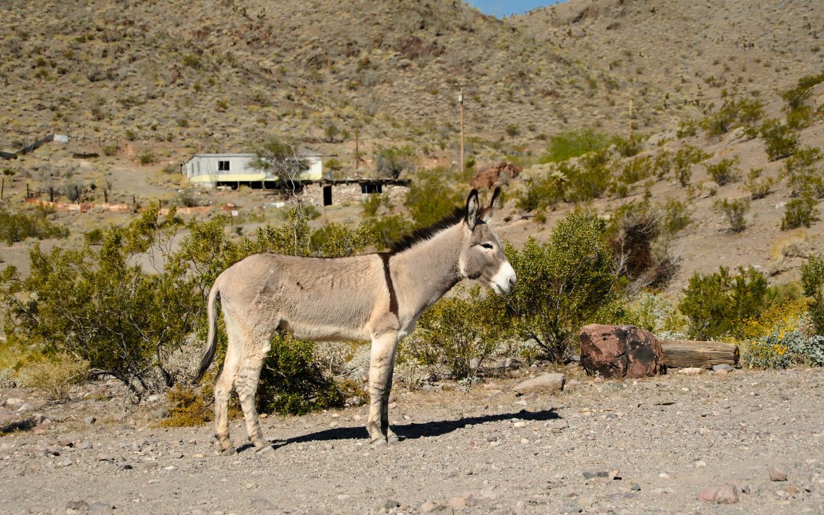 Un burro parado en una ladera rocosa del desierto cerca de Oatman, Arizona