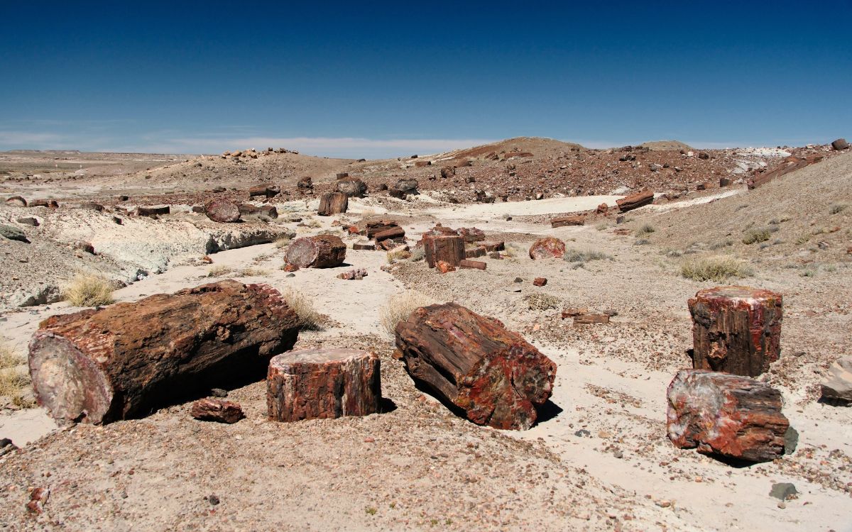 Troncos de madera petrificada roja esparcidos por el desierto en el Petrified Forest National Park